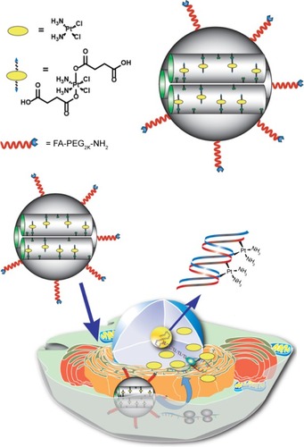 Figure 1 Schematic representation of the FA-conjugated cisplatin(IV) prodrug MSN platform developed in this work.Notes: The MSN-delivery system contains cisplatin(IV) prodrug chemically attached to the surface of the nanoparticle and is decorated with FA-PEG-NH2 that targets FA receptors overexpressed in HeLa cancer cells. The FA-conjugated-cisplatin(IV) prodrug MSNs are internalized through a receptor-mediated endocytosis mechanism, escape from lysosomes, and release the cisplatin, due to the highly reducing environment found in the cytosol of cancer cells. The released cisplatin travels to the cell nucleus to form DNA adducts, which triggers apoptosis.Abbreviations: FA, folic acid; MSN, mesoporous silica nanoparticle; PEG, polyethylene glycol.