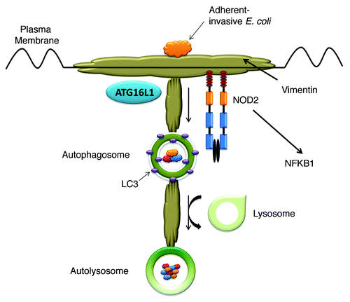 Figure 1. Proposed interaction of VIM, NOD2 and the autophagy pathway during the invasion of host cells by AIEC. VIM expressed on the surface of host cells acts as a receptor for AIEC. The interaction of VIM and NOD2 at the plasma membrane allows NOD2 to engage with pathogens and signal an appropriate inflammatory response (through NFKB1) and antimicrobial response (through recruitment of ATG16L1). Internalized pathogens are trafficked along the cytoskeletal network via the autophagy pathway to lysosomes for degradation.