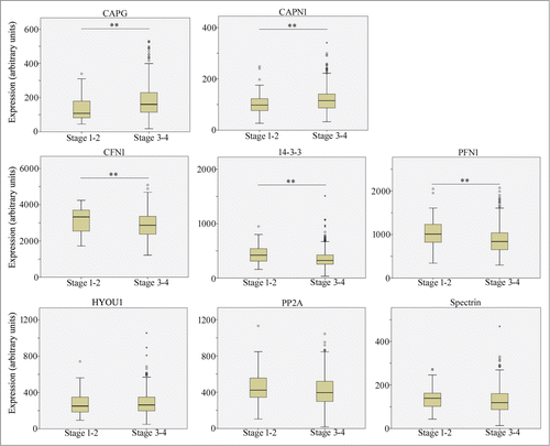 Figure 2. A subset of cell motility-regulatory proteins impacted by loss of BRCA1 function exhibit differential expression association to disease progression in ovarian cancer. Box plots show the comparison of mRNA levels of indicated genes between early stage (Stages I and II) and late stage (stages III and IV) serous ovarian cancer tumor samples, based on the analyses of TCGA microarray data set (** indicates P < 0.05).