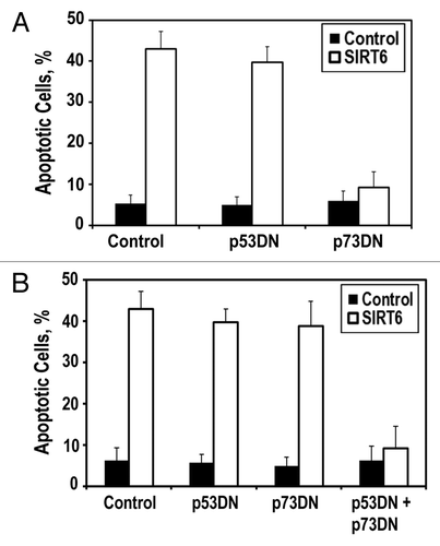 Figure 3 SIRT6 induces apoptosis via the p53 and p73 cell death pathways. (A) HeLa cells were transfected with plasmids encoding p53 dominant-negative fragment (p53DN) or p73 dominant-negative fragment (p73DN). Blockade of p73 signaling is sufficient to prevent SIRT6-induced apoptosis. (B) HT1080 cells were transfected with indicated expressing plasmids. Inhibition of both p53 and p73 signaling is required to prevent SIRT6-induced apoptosis. Experiments were repeated three times, and error bars show SD.