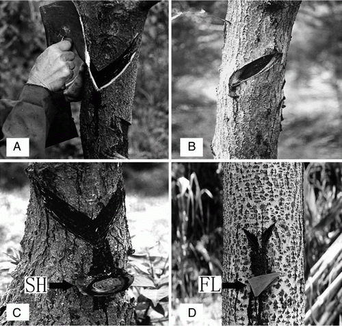 Figure 1  Manual tapping method for raw lacquer. A, Manual tapping method and ‘V’-shaped kerf. B, Sidelong kerf. C, Raw lacquer collecting in a shell (SH). D, Raw lacquer collecting in a folded leaf (FL).