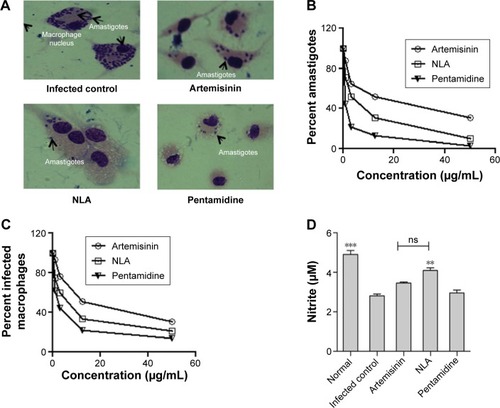 Figure 3 In vitro antileishmanial activity.Notes: (A) Giemsa-stained murine macrophages infected with Leishmania donovani parasites at 48 hours in untreated and treated conditions. (B) Percent L. donovani amastigote infection and (C) percent macrophages infected with L. donovani amastigotes at 48 hours after incubation with different concentrations of artemisinin, NLA, and pentamidine (0–50 µg/mL). (D) Nitric oxide levels in the culture supernatant of uninfected, infected, and treated samples at 48 hours by Griess assay. **P<0.001, ***P<0.0001Abbreviations: NLA, nanoliposomal artemisinin; ns, not significant.