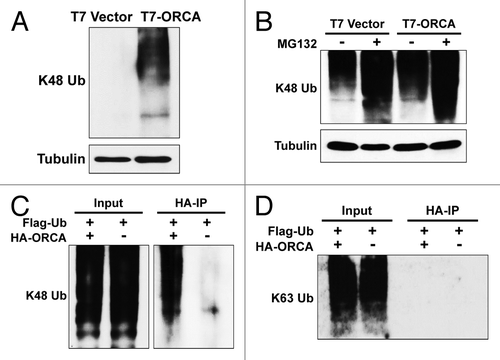 Figure 4. ORCA polyubiquitin chain is formed through lysine-48 of the ubiquitin. (A) Immunoblot analysis of the whole-cell lysates of U2OS cells transfected with T7 control vector or T7-tagged ORCA using antibodies against K48 ubiquitin. Short, non-saturated exposure shows the high molecular weight smear in T7-ORCA-expressing cells. (B) Immunoblot analysis of the whole-cell lysates of U2OS cells transfected with T7 control vector or T7-tagged ORCA [with (+) or without (-) MG132 treatment] using antibodies against K48 ubiquitin. Note the accumulation of the high molecular weight smear upon MG132 treatment. Long, saturated exposure shows the presence of K48 ubiquitin in all the samples (including controls). (C and D) HA immunoprecipitations in U2OS cells expressing HA-ORCA with (+) or without (-) Flag-Ub. Immunoblot analysis using K48-specific (C) or K63-specific (D) antibodies. Note the polyubiquitinated HA-ORCA is in the form of K-48 linkage.