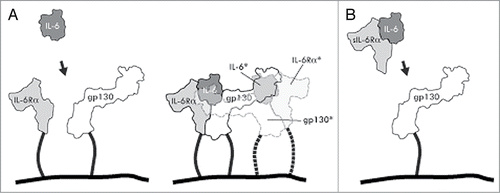 Figure 1. Schematic drawings of interleukin-6 signaling via classical and trans-signaling mechanisms. (A) Classical signaling. IL-6 binds to both a cell membrane bound IL-6 receptor α and gp130 to form a ternary complex (solid lines), that subsequently dimerizes with an adjacent ternary complex (semi-transparent; dashed lines and asterisked molecule names) necessary for signal transduction via the gp130 moieties. (B) Trans-signaling. A complex between sIL-6Rα and IL-6 binds to gp130 on cells not expressing the IL-6Rα.