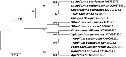 Figure 1. The ML phylogenetic tree of 14 beetles. The nucleotide sequences of the 13 protein-coding genes of each species in the complete or partial (only Lasioderma redtenbacheri) mitochondrial genome were downed from GenBank. The phylogenetic tree was constructed by MEGA 7.0 and Bootstrap support is shown at nodes.