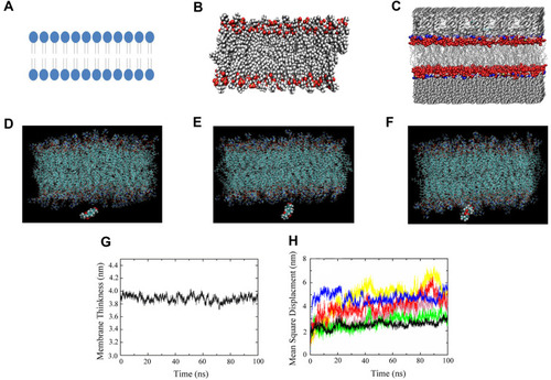 Figure 2 MD simulation for PAE dynamic penetration in SC. (A) 2D schematic diagram of phospholipid bilayer structure of SC; (B) the 3D structure of phospholipid molecules modeled by van der Waals spherical model. Carbon atoms: dark gray; oxygen atoms: red; nitrogen atoms: blue; hydrogen atoms: light gray; and phosphorus atoms: gold; (C) simulation system, the hydrophobic part of DMPC is modeled with the van der Waals model: Blue, red, and gold marked nitrogen atoms, Oxygen and phosphorus atoms, respectively. While the hydrophilic tail carbon chain is modeled with the current model and the carbon atoms are gray. In addition, both sides of the bimolecular shaded in gray are water molecules; (D–F) the dynamic processes of PAE in SC, the coordinate of (D–F) were (35.758, 29.998, 23.602), (40.145, 25.609, 24.273), and (33.722, 21.450, 31.305), respectively; (G) changes in phospholipid bilayer thickness; (H) the diffusivities trajectories of the drug molecules (n=6).