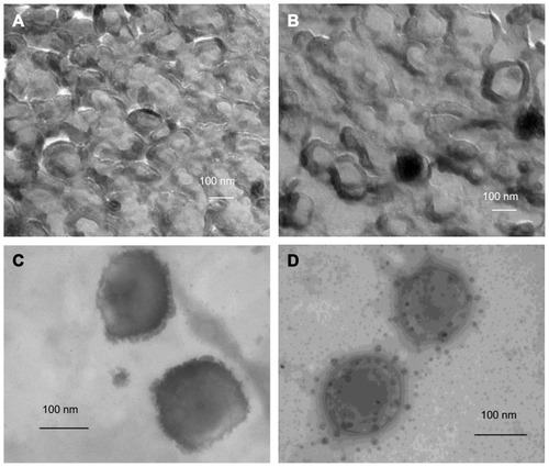 Figure 2 FF-TEM photographs of polyelectrolyte coated VPGs: (A) PGA-ODA VPGs, (B) PLL-SCS VPGs. TEM photographs of redispersed polyelectrolyte coated VPGs: (C) PGA-ODA VPGs, (D) PLL-SCS VPGs; The bar represents 100 nm.