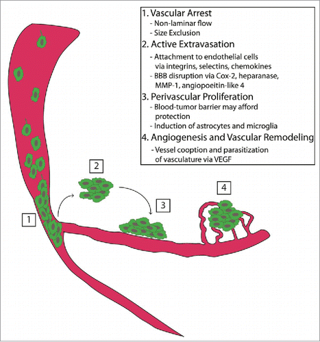 Figure 1. Tumor seeding and progression. The critical steps required for successful metastasis formation within the brain include (1) vascular arrest by size exclusion, (2) active extravasation of metastatic tumor cells, (3) stringent perivascular location and proliferation, and (4) sustained growth via angiogenesis and vascular remodeling.