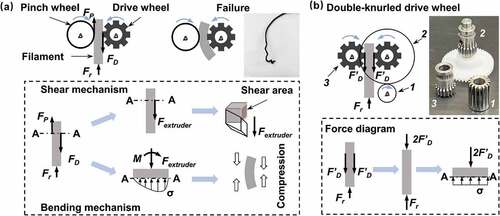 Figure 3. The filament feeding mechanism of an FDM 3D printer. (a) Analysis of forces and moments applied to a soft filament when it enters the liquefier through a standard pinch wheel mechanism, and two typical failure mechanisms, i.e. shear and bending failures, during the print. (b) Analysis of forces and moments applied to a soft filament when it enters the liquefier through a specialized flexion BMG extruder. Gear 1 is fixed on the extruder step motor shaft. Gears 2 and 3 compose a double-knurled drive wheel system that pushes the filament through the liquefier. The gear ratio of this gear train is 3:1.
