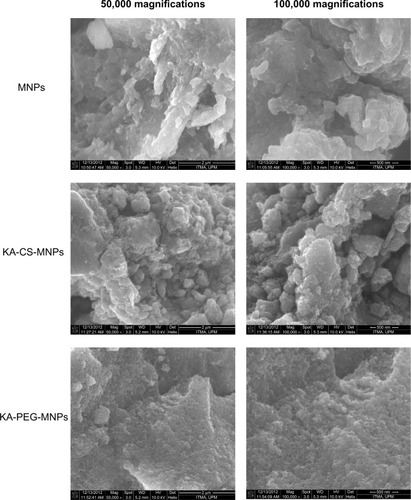 Figure 6 Scanning electron microscopy images of MNPs, KA-CS-MNPs, and the KA-PEG-MNPs.Abbreviations: KA-CS-MNPs, kojic acid-chitosan-iron oxide nanoparticles; KA-PEG-MNPs, kojic acid-polyethylene glycol-iron oxide nanoparticles; MNPs, iron oxide magnetic nanoparticles.