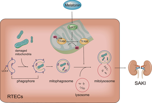 Figure 7. Schematic diagram of the mechanism: Melatonin promotes SIRT3-induced deacetylation of TFAM-K154, thereby improve mitophagic flux to attenuate SAKI. SIRT3: Sirtuin 3, TFAM: transcription factor A, mitochondrial, ac: acetylation, SAKI: sepsis-induced acute kidney injury, RTECs: renal tubular epithelial cells.