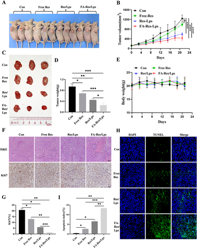Figure 5 Antitumor effect of FA-Res liposomes treatment in 143B xenograft mice. (A) Representative in vivo animal photographs of 143B-induced xenograft tumor-bearing mice. (B) Curves of changes in subcutaneous tumor volume in each group. (C) Photographs of each group of subcutaneous tumors. (D) Weight of each group of subcutaneous tumors. (E) Body weights of transplanted tumor-bearing mice treated with control, free Res, Res liposomes, and FA-Res liposomes, respectively. (F) Representative HE staining images and Ki67 immunohistochemistry images of each group of tumors. (G) Quantitative Ki67 immunohistochemistry data for each group of tumors. (H and I) Representative TUNEL staining images and quantitative TUNEL staining data for each group of tumors. All data are expressed as mean ± standard deviation (n=3). *p<0.05, **p<0.01, ***p<0.001, ****p<0.0001.