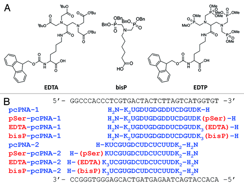 Figure 1. (A) Chemical structures of ligand monomer for the introduction to PNA. (B) Sequences of target BFP gene and pcPNAs with or without the ligand (pSer, EDTA or bisP). K stands for lysine.