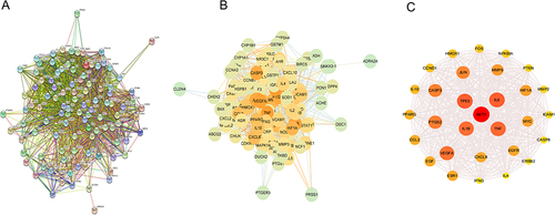 Figure 4 PPI Network Analysis. (A) The interactive PPI network obtained from STRING database with the minimum required interaction score set to 0.97. Each node represents relevant targets, and edges stand for protein-protein associations. (B) PPI network imported from STRING database to Cytoscape 3.9.1. (C) PPI network of more significant proteins extracted from (B) by filtering 4 parameters: DC, EC, BC and CC.