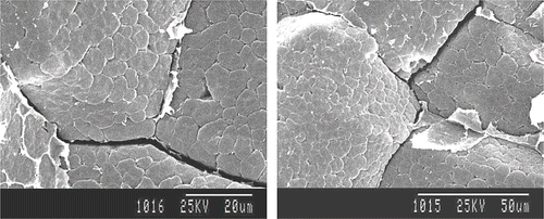 Figure 6 Microscopic structure of the stress cracks through the endosperm tissue after solar drying.