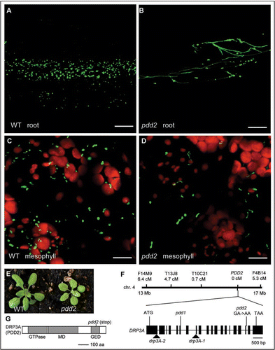Figure 1 Phenotypic analyses of pdd2 and identification of the PDD2 gene. (A–D) Confocal micrographs of root and mesophyll cells in 3-week-old wild type and pdd2 mutant plants. Green signals show peroxisomes; red signals show chloroplasts. Scale bars = 20 µm. (E) Growth phenotype of 3-week-old mutants. (F) Map-based cloning of the PDD2 gene. Genetic distance from PDD2 is shown under each molecular marker. Positions for mutations in previously analyzed drp3A alleles and pdd2 are indicated in the gene schematic. drp3A-1 and drp3A-2 are T-DNA insertion mutants, whereas pdd1 is an EMS mutant containing a premature stop codon in exon 6. (G) A schematic of the DRP3A (PDD2) protein with functional domains indicated. The pdd2 allele encodes a truncated protein lacking part of the GED domain.