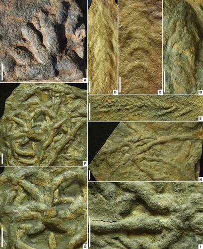 Figure 11. Trace fossils from the “lower siltstone” interval of the Torneträsk Formation. A. cf. Treptichnus isp.; B–D. Protovirgularia isp.; E. Imbricate-ridged structure; F–I. Radiating and looped burrows. A. Flabellate cluster of horizontal, finger-like, sand-filled, burrow segments, in positive hyporelief; X00010186. B–C. Synthetic mould of straight, bilaterally symmetrical burrow with paired chevron-shaped, lateral lobes; X00010206. D. Bilaterally symmetrical, straight, sand-filled burrow with tapered lateral lobes; X00010212. E. Chevron-shaped array of low, rounded ridges separated by shallow troughs, dissipating into irregular knobs distally, in positive hyporelief; X00010213. F–G. Burrow system in positive hyporelief with (depending on alternative interpretations) a central elevated vertical knob and radiating, branched, recurved, lateral, sand-filled burrows, or serendipitously intersecting burrows; X00010228. H–I. Burrow system with serendipitously intersecting burrows or possibly a central elevated vertical burrow plug with radiating irregularly orientated and sporadically branched horizontal sand-filled burrow arms; X00010230. Scale bars = 10 mm