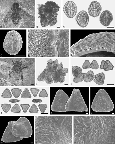 Figure 6. Electrapis sp. from Messel and Electrapis electrapoides Lutz from Eckfeld and associated pollen grains. A. Female (worker caste) FIS MeI 12151. B, C, H–J. LM micrographs. D–F, K–O. SEM micrographs. B. Clump with Aralioideae gen. et sp. indet. 2 pollen grains. C. Aralioideae gen. et sp. indet. 2 pollen in equatorial view. D. Aralioideae gen. et sp. indet. 2 pollen in equatorial view. E. Aralioideae gen. et sp. indet. 2, detail of tectum surface. F. Aralioideae gen. et sp. indet. 2, wall structure. G. Female (worker caste) PE 1997/20.LS. H, I. Large clump and smaller clumps with Olax sp. pollen grains. J. Olax sp. pollen in polar view (upper/lower) and equatorial view (middle). K‒M. Olax sp. pollen in polar view. N, O. Olax sp., detail of tectum surface. Scale bars – 1 mm (A, G), 10 µm (B‒D, H‒J), 1 µm (E, F, K‒O).