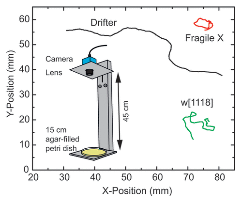 Figure 1. Representative larva tracks alongside a schematic representation of the experimental setup. The inset shows the experimental setup which consists of a camera and lens fixed on an aluminum stand 45 cm away from the Petri dish on which the larvae crawl. Larval tracks for the Fragile X model (dfmr1Citation4), Drifters (Df), and their corresponding wild-type strain (w[1118]) show that differences cannot always be visible in the tracks unless the phenotype is extreme as in the case of the Drifters. All tracks represent 20 min of crawling.