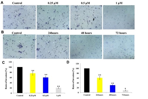 Figure 5 (A and C): OVCAR-8 cells were treated with 7c for 48 hrs at 0.25μM, 0.5μM and 1μM to evaluate the invasion effects. (B and D): OVCAR-8 cells were treated with 7c at 0.5μM for 24 hrs, 48 hrs and 72 hrs to evaluate the invasion effects. **P < 0.01 and *P < 0.05 were considered statistically significant compared with the control.