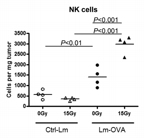 Figure 4. Combination therapy increased the number of NK cells within the tumor. To assay the effects of radiation therapy and Listeria monocytogenes (Lm) vaccine combinatorial therapy on natural killer (NK) cells, 1 x 105 B16-OVA cells were injected intramuscularly into the thigh and mice were treated on the tumor-bearing leg with 0 Gy or 15 Gy on day 7, and Ctrl-Lm or Lm-OVA on day 8 (n = 4 per group). Tumors were excised on day 13, weighed and processed into single cell suspensions by collagenase treatment. Cells were stained with fluorescence-conjugated antibodies for an hour followed by cytofluorimetric analysis. NK cells were gated based on the markers CD45+ CD3- NK1.1+. Data shown are representative of 2 independent experiments. Statistical significance was evaluated using one-way ANOVA.