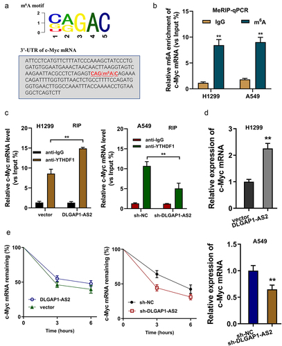 Figure 6. DLGAP1-AS2 promoted c-Myc mRNA stability through m6A-YTHDF1-dependent manner. (a) An m6A modification site in the 3’-UTR of c-Myc mRNA was discovered by MeRIP-Seq. The appropriate motif is CAGAC motif. (b) MeRIP-qPCR detected the m6A enrichment on c-Myc mRNA in NSCLC cells (H1299, A549) using m6A antibody and IgG control. (c) RNA immunoprecipitation (RIP) assays unveiled the c-Myc mRNA level precipitated by the anti-YTHDF1 antibody in NSCLC cells (H1299, A549) transfected with DLGAP1-AS2 overexpression (DLGAP1-AS2) and knockdown (sh-DLGAP1-AS2). (d) RT-qPCR detected the c-Myc mRNA level in NSCLC cells (H1299, A549) transfected with DLGAP1-AS2 overexpression and knockdown. (e) The levels of c-Myc expression in DLGAP1-AS2-overexpressing (DLGAP1-AS2), DLGAP1-AS2 knockdown (sh-DLGAP1-AS2) and their corresponding control were detected by qRT-PCR. NSCLC cells (H1299, A549) transfected NSCLC cells treated with actinomycin D (2 µg/mL). **p < 0.01 vs vector control.