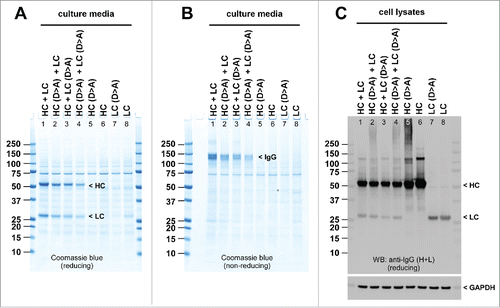 Figure 8. Stepwise neutralization of acidic surface patch progressively diminishes mAb-3 secretion. HEK293 cells were co-transfected with the parental subunits or the Asp-to-Ala mutated subunits in various combination. Cell culture media were harvested on day-7 post transfection and were analyzed by SDS-PAGE under reducing (A) or non-reducing (B) conditions followed by Coomassie blue staining. Whole cell lysates were loaded under reducing conditions (C) followed by Western blotting using anti-human IgG (H+L) polysera. Expected band for HC, LC, or the whole IgG is marked by arrowhead and labeled. Anti-GAPDH blot is shown as a loading reference for cell lysate samples.
