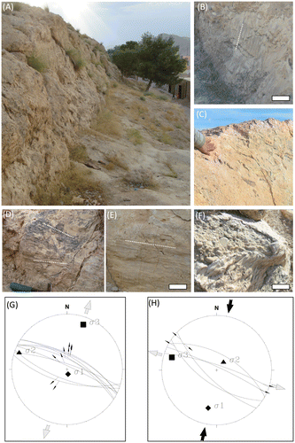 Figure 2. (A) Well-defined linear north-west-facing scarp about 150-m long, 1–6-m high and trends 115° and dips about 70° NE. (B) Kinematic indicators mainly consist of mechanical striation (sacle bar = 20 cm). (C) Mineralised fault plane, Fe hydroxides and carbonates forming millimetre-thick crusts on the fault plane. (D) and (E) kinematic indicators consisting of sub-horizontal mechanical striation. (F) Heavy travertine incrustation of high-angle intersected fracture planes (scale bar 10 cm). (G) and (H) Stereographic diagrams (lower hemisphere, Schmidt diagram) of the kinematic data collected for the strike-slip faults indicating cross-cutting striations recorded on the fault plane indicate two distinct slip generations and thus two distinct stress regimes along the Jebel El Mida structure.