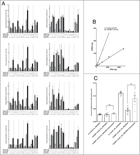 Figure 4. Effect of Alu induction (upon CGGBP1-depletion) on RNA Pol II activity. (A) Measurement of RNA Pol II occupancy on TSS or DS regions of HIST1A, HKII, ACSII and GLUD1 showed that serum stimulation had a consistent enhancing effect on RNA Pol II occupancy at the DS regions. Unlike at the TSS (left panel), at the DS regions (right panel), CGGBP1 depletion reduced the RNA Pol II occupancy. At the DS regions, the RNA Pol II occupancy was not affected by Alu antisense treatment without CGGBP1 depletion, whereas in CGGBP1 depleted samples, a concomitant RNA interference against Alu rescued the RNA Pol II occupancy. Serum treatment also enhanced the RNA Pol II occupancy at the DS regions and at 2 (HIST1A and ACSII) of the 4 housekeeping genes tested, this effect of serum was vanished by depleting CGGBP1 but could be rescued by combining CGGBP1 depletion with Alu antisense. Input-normalized ddCt values are plotted on Y-axis (n = 4 for each bar; for serum 12h data-points all comparisons between Alu scrambled and Alu antisense satisfy T-test with P < .05). (B) Measurement of correlation between mRNA productions per unit amounts of genomic DNA (different amounts derived from different densities of cells harvested). The slopes of correlation curves show lower mRNA production per unit amount of DNA in CGGBP1-depleted cells (Fishers exact test P < .0001). These curves are for cells cultured in 10% serum. (C) Histograms of mRNA/DNA ratios from control or CGGBP1-depleted cells serum-deprived or stimulated with serum for 48h. Interpolations to derive expected mRNA amounts in CGGBP1-depleted cells based on the mRNA/DNA ratios of control cells show no significant reduction under serum deprivation (left panel; Wilcoxon's test p = >0.999, labeled NS), whereas in presence of serum, the actual value of the mRNA production is significantly lower than the expected value of mRNA production (right panel; Wilcoxon's test, p = 0.0313, labeled *).