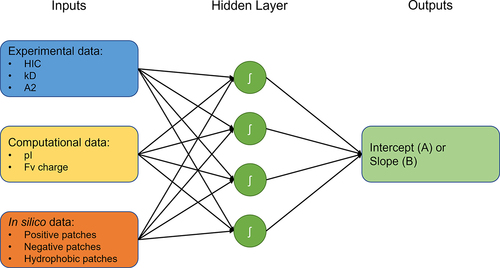 Figure 1. Artificial neural network (ANN) model scheme describing the input variables and setup of the ANN. Experimental inputs in blue, computational inputs derived from amino acid sequence in yellow, in silico simulation-derived input in orange. Inputs are combined in one layer with four hidden nodes with tanh activation functions and target determining viscosity descriptors, the intercept A or slope B.