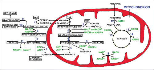 Figure 1. Cytosolic and mitochondrial tetrahydrofolate (THF) metabolism. The numbers in the figure correspond to the following enzymes: 1) SHMT2, serine hydroxymethyltransferase 2; 2) GLDC, Glycine dehydrogenase (decarboxylating), mitochondrial; 3) MTHFD2 methylenetetrahydrofolate dehydrogenase (NADP+ dependent) 2 (expressed in normal cells and employing both NAD+ and NADP+); 4) MTHFD2L, MTHFD2-like (employing mostly NAD+) and expressed predominantly in cancer cells; 5) MTHFD1L, formyltetrahydrofolate synthetase; 6) ALDH1L2, Aldehyde Dehydrogenase 1 Family Member L2; 7) SHMT1 serine hydroxymethyltransferase 1; 8) MTHD1, trifunctional enzyme with the following activityies methylenetetrahydrofolate dehydrogenase, methenyltetrahydrofolate cyclohydrolase and formate–tetrahydrofolate ligase; 9) MTHFR, Methylene tetrahydrofolate reductase; 10) TYMS, thymidylate synthase; 11) ALDH1L1, Aldehyde Dehydrogenase 1 Family Member L1; 12) PDC, Pyruvate dehydrogenase complex; 13) IDH3, Isocytric dehydrogenase 3; 14) KGDHC, α-ketoglutarate dehydrogenase complex; 15) MDH, Malate dehydrogenase; 16) NNT, Nicotinamide Nucleotide Transhydrogenase.
