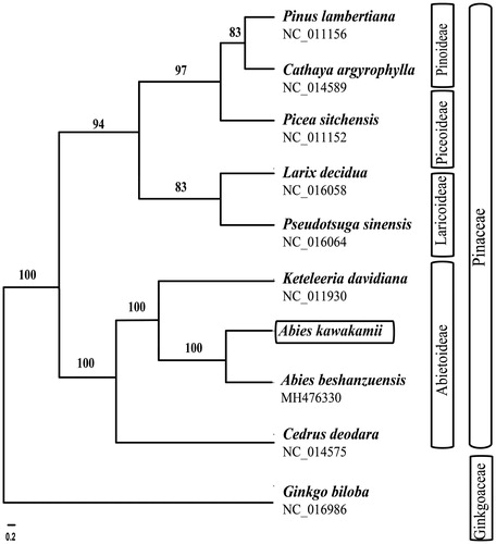 Figure 1. The best maximum-likelihood (ML) phylogram inferred from ten chloroplast genomes in Pinaceae and Ginkgoaceae (bootstrap value are indicated on the branches).