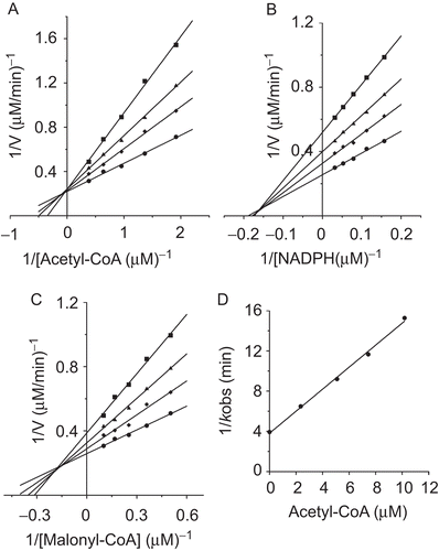 Figure 4.  Inhibition kinetics plots of FAS by DATS. (A) Double-reciprocal plots for inhibition of the reaction activity of FAS by DATS when acetyl-CoA concentration was the variable. DATS concentrations were 0 μM (•); 1.76 μM (♦); 3.52 μM (▴); 5.28 μM (▪). (B) Double-reciprocal plots for inhibition of the reaction activity of FAS by DATS when NADPH concentration was the variable. DATS concentrations were 0 μM (•); 2.64 μM (♦); 5.28 μM (▴); 7.92 μM (▪). (C) Double-reciprocal plots for inhibition of the reaction activity of FAS by DATS when malonyl-CoA concentration was the variable. DATS concentrations were 0 μM (•); 2.64 μM (♦); 5.28 μM (▴); 7.92 μM (▪). (D) Substrate protection with increasing concentrations of acetyl-CoA. The reaction contained 0.58 μM FAS and 6.59 μM DATS.