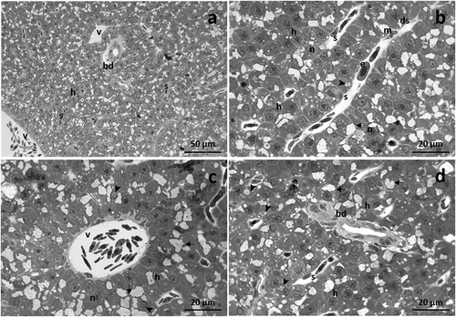 Figure 1. Light micrographs of Danio rerio liver under basal condition. (a) The liver parenchyma shows a homogeneous structure with hepatocytes orderly arranged. (b) A continuous endothelium lines the sinusoids, and the space of Disse extends between the hepatocytes and the sinusoids wall. Note erythrocytes and few macrophages in the lumen of the sinusoids. (c) The veins with different sizes and shapes are scattered through the hepatocytes. (d) Bile ducts are surrounded by a simple cuboidal epithelium. h = hepatocyte, n = nucleus, arrow = glycogen granules, arrowhead = lipid droplet, bd = bile duct, ds = Disse’s space, e = erythrocyte, m = macrophage, s = sinusoid, v = vein.