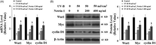 Figure 9. The UNC5b agonist netrin-1 ameliorated ultraviolet-B (UV-B)-induced reduced Wnt pathway proteins. Cells were pre-incubated with netrin-1 (200, 400 ng/ml) for 12 h, followed by treatment with UV-B at 50 mJ/cm2 for 8 h. (A) Real-time PCR analysis of Wnt1, Wnt3a, Myc, cyclin D1; (B) Western blot analysis of Wnt1, Wnt3a, Myc, cyclin D1 (ANOVA:*, #, $, p < .001 vs previous column group, n = 4–5).