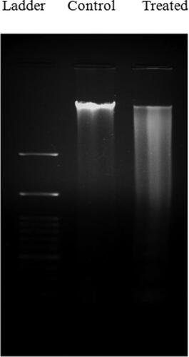 Figure 8. DNA fragmentation in SK-BR3 cells after treatment with NCE. The cells are treated with the NCE at IC50 for 24 h. Lane 1: untreated SK-BR3 cells; Lane 2: SK-BR3 cells treated with 24.5 μg/mL.