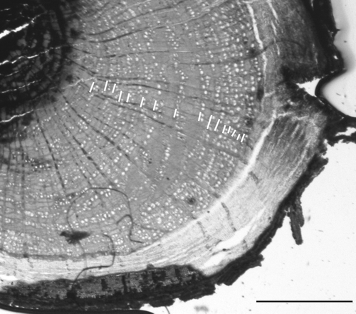 FIGURE 1 Annual growth rings in stem cross sections of E. horridum collected in Ordesa–Monte Perdido National Park, Spain. Scale bar  =  1 mm.