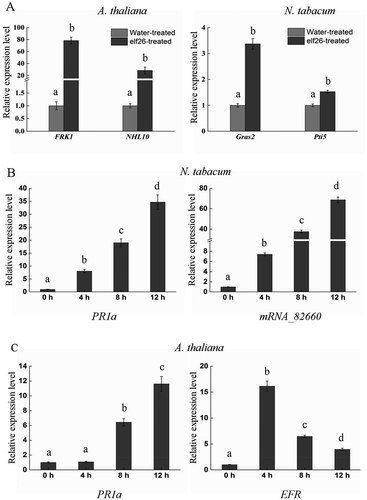 Fig. 2 Induction of PTI-responsive genes and defence-related genes by Ralstonia solanacearum elf26 (100 nM) in Nicotiana tabacum and Arabidopsis thaliana. (a) Relative expression level of PTI reporter genes FRK1 and NHL10 in A. thaliana leaves or Gras2 and Pti5 in N. tabacum leaves at 8 h post-infiltration with elf26, respectively. Fold-induction levels compared with water-treated samples (defined as 1) are shown. Values are means ± SE fold change relative to the transcript level of water-treated plants from three independent experiments. Significant differences were assessed using a Student’s t-test (P < 0.05). (b, c) Transcript abundance levels of the defence-related genes under elf26 treatment. Real-time RT-PCR was carried out to analyse expressional levels of PR1a and mRNA_82660 in N. tabacum, as well as PR1a and EFR in A. thaliana. Values are relative gene expression ratios of elf26- to water-treated samples. Each histogram bar represents the mean ± SE of three replicates. Means followed by different lowercase letters are significantly different (ANOVA and Tukey’s HSD test, P < 0.05).