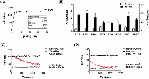 Figure 3. Binding affinities of PDs measured by fluorescence polarisation. (A) Representative binding curve of PDs (PD3) titrated with PDEδ. The FP value was measured in PBS buffer (pH 7.2) containing 8 concentrations (0, 0.5, 1, 2, 4, 8, 16 and 32 μM) of PDEδ mixed with 0.5 μM PDs. Ex: 440 nm, Em: 526 nm; (B) Kd value and half-life of each compound; (C, D) Kinetic trace of PD3 and PD7 in the competition assay. PD3 was shown as a compound with the longest retention time (slow dissociation), whereas PD7 was shown as a compound with the shortest retention time (fast dissociation). The half-life was obtained by a competition binding assay using excess deltarasin. The optimal concentration of PDEδ for the competition assay was determined using the Kd value and PD concentration (0.5 μM) for making more than 68% of the binding complex. Ex: 430 nm, Em: 520 nm.