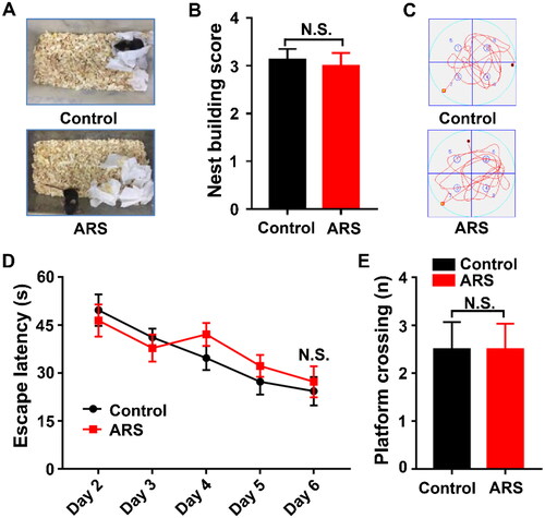 Figure 2. Comparisons of Nest-building score and MWMT between the Control and ARS groups. (A) Representative results of nest building behavior assay are shown. (B) Nest-building score (t-test, P > 0.05). (C) Representative trace graphs of Control and ARS mice in the MWMT. (D) Escape latency (two-way ANOVA; Time: F4,28 = 13.91, P < 0.001; Group: F1,7 = 1.328, P = 0.2870; Interaction: F4,28 = 0.8338, P = 0.5152). (E) Platform crossing (t-test, P > 0.05). Data are shown as mean ± SEM (n = 8). ARS: acute restraint stress; N.S.: Not significant.