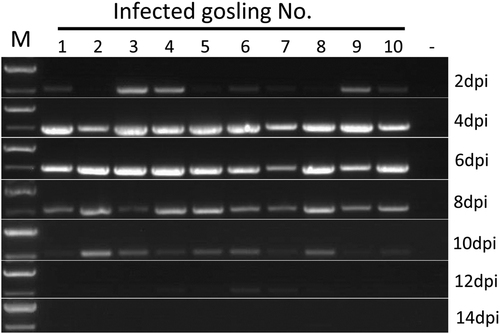 Fig. 6 Photograph of the virus shedding pattern detected by RT-PCR of cloacal swabs from infected goslings.M DNA marker; dpi days post-infection