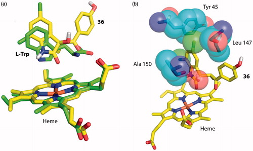 Figure 4. Docking of 5,7-dichloroindolin-2-one chemical moiety of 36 into the active site of hTDO. (a) Superposition of 36 with l-Trp in the docking model of hTDO and crystal structure of XcTDO respectively. The pose of 36 is the most favorable one produced by docking and has similar orientation to that of l-Trp in the crystal structure of XcTDO. (b) The most favorable pose of 36 results in clashes with active site residues of hTDO. Clashes were observed between the C5 chlorine atom of 36 and Leu 147 and C3 hydroxyl group of 36 and Ala 150.