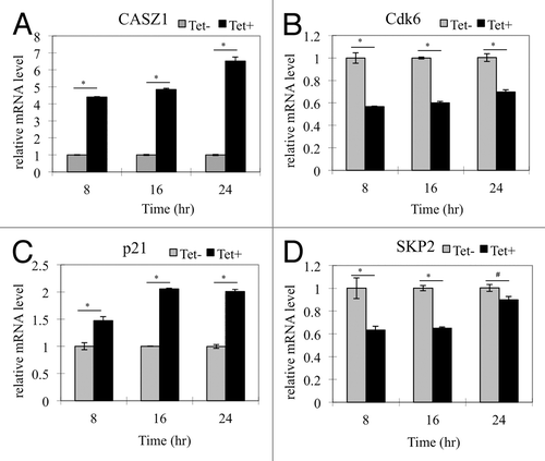 Figure 6. CASZ1 modulates transcription of select cell cycle regulators. The mRNA level changes of (A) CASZ1, (B) Cdk6, (C) p21, and (D) Skp2 detected by real-time-PCR in SY5YtetCASZ1a cells treated with or without Tet for 8, 16, and 24 h (*P < 0.005; #P < 0.05).