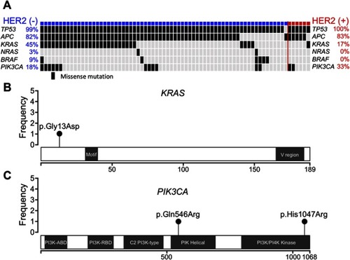 Figure 2 Genetic alterations of HER2-positive and -negative colorectal cancers (CRCs). (A) Mutation status of TP53, APC, KRAS, NRAS, BRAF, and PIK3CA in 6 HER2-positive and 67 HER2-negative CRCs. Lolliplots showing the distribution of KRAS (B) and PIK3CA (C) mutations in HER2-positive CRCs.