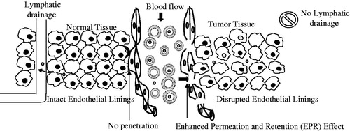 Figure 1. Selective uptake of liposomes by enhanced permeation and retention (EPR) effect. The disrupted endothelial lining allows entry of liposomes to tumor tissues and absence of lymphatic drainage support the retention of drugs in the tumor area hence called enhanced permeation and retention effect (EPR).