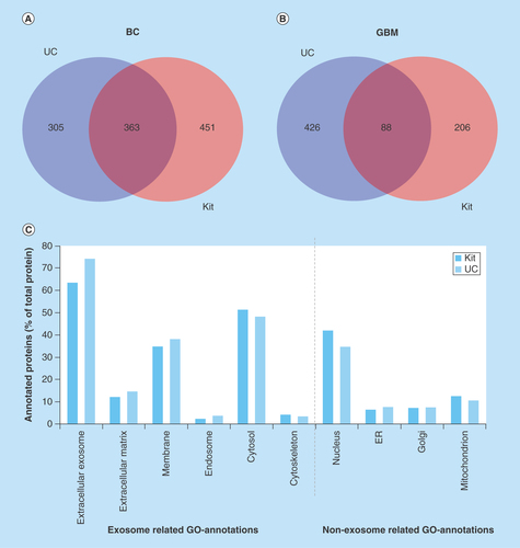 Figure 4.  Venn diagram comparing the number of proteins identified by nanoLC–MS/MS in glioblastoma multiforme and breast cancer exosome samples and gene ontology annotation of proteins in breast cancer exosomes.(A) Venn diagram of proteins identified in BC exosome samples with UC (from 2697 identified peptides) and kit (from 3795 peptides identified) (n = 3). (B) Venn diagram of proteins identified in GBM exosome samples with UC (from 1840 identified peptides) and kit (from 1035 identified peptides; n = 6). (C) GO annotation of proteins in BC exosomes. The identified proteins were classified by their cellular location (GO annotations) and then grouped based on their positive/negative relevance toward exosomes. The annotated proteins (% of total proteins) and their cellular location from kit isolates (red, from 749 DAVID ID’s) and UC isolates (blue, from 615 DAVID IDs).BC: Breast cancer; GBM: Glioblastoma multiforme; GO: Gene ontology; UC: Ultracentrifugation.