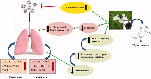 Figure 1. The possible anti-inflammatory and immunomodulatory effects of N. sativa and TQ on COVID-19 induced acute respiratory distress syndrome (ARDS).