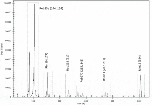 Figure 2. Electrotraces for identification of the cultivar ‘Glen Ample’ based on combination of six microsatellite loci