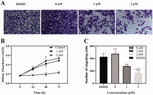 Figure 7. Effects of Compound 6 on tumour cell migration. (A) Transwell assay showed that cell migration of AGS were inhibited by Compound 6. (B) MTT assay showed that Compound 6 (0.0, 1.0, and 2.0 μM) inhibited AGS cell proliferation at 24, 48, and 72 h. (C) Statistic analysis. Values are shown as the means ± standard, n = 3. * p< 0.05, **p< 0.01, *** p< 0.001 compared with negative control (DMSO).