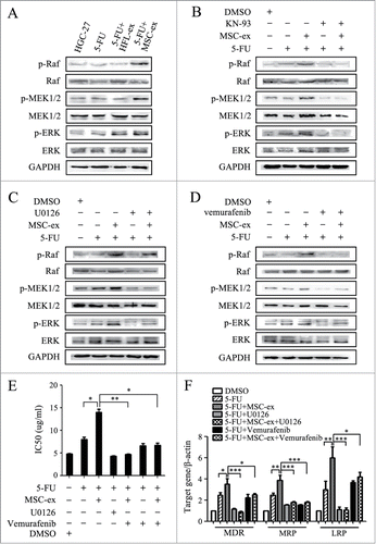 Figure 5. Activation of the CaM-Ks/Raf/MEK/ERK pathway is critical for chemoresistance induced by MSC-exosomes. (A) The expression of p-Raf, p-MEK, and p-ERK in the parental and chemoresistant HGC-27 cells was detected by using western blot. (B) Western blot assays for the expression of p-Raf, p-MEK, and p-ERK in HGC-27 cells treated with MSC-exosomes in the presence or absence of KN-93 (10 μM). (C) HGC-27 cells were treated with MSC-exosomes in the presence or absence of U0126 (10 μM). The levels of phosphorylated Raf, MEK, and ERK were examined by using protein gel blot. (D) HGC-27 cells were treated with MSC-exosomes together with or without vemurafenib (20 μM). The expression of p-Raf, p-MEK, and p-ERK was examined by using western blot. (E, F) HGC-27 cells were treated with MSC-exosomes in the presence or absence of U0126 (10 μM) or vemurafenib (20 μM). The IC50 of HGC-27 cells in response to 5-FU was determined by using MTT assay (E). The expression of MDR, MRP, and LRP genes was determined by using relative quantitative PCR (F). (* P < 0.05, ** P < 0.01, *** P < 0.001).